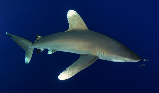 longimanus