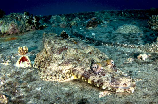 Thistlegorm, cocodrilo