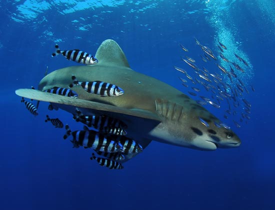 Tiburón Longimanus – Foto: Carlos Suarez