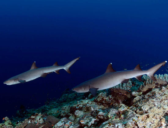 Puntas Blancas. St. Jhons