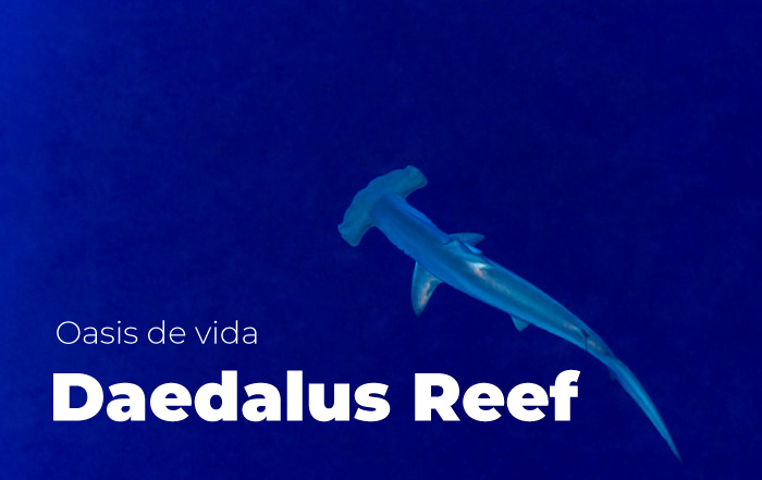 Daedalus Reef Mar Rojo
