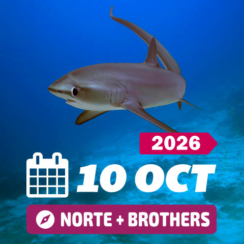 Mar rojo Octubre 2026