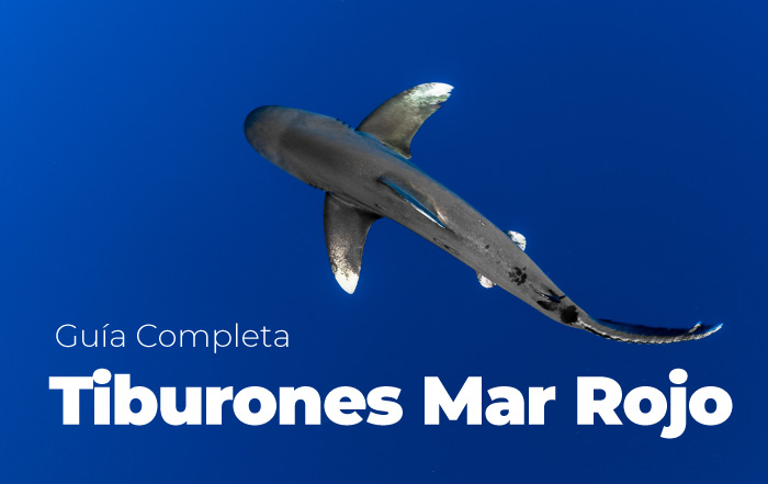 Guía de Tiburones del Mar Rojo