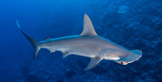 Tiburón Martillo Mar Rojo