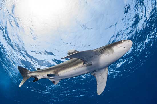 Longimanus Elphinstone Reef