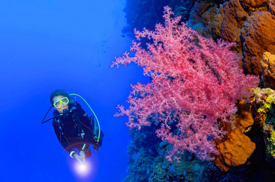 Pared de Coral Elphinstone Reef