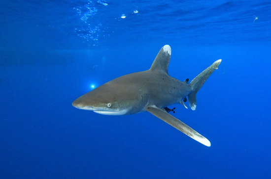 Tiburón Longimanus Islas Brothers