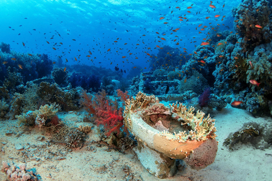 Yolanda Reef Ras Mohamed