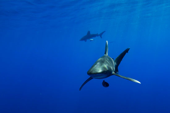 Longimanus Mar Rojo