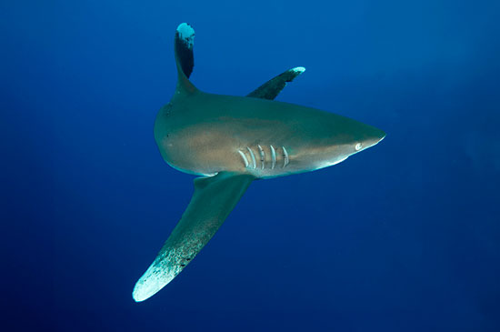 Longimanus Mar Rojo