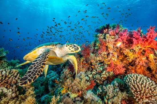 Panorama Reef Mar Rojo