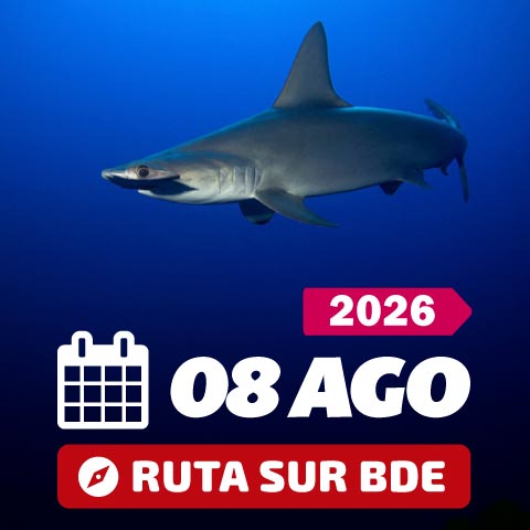 Mar rojo Agosto 2026