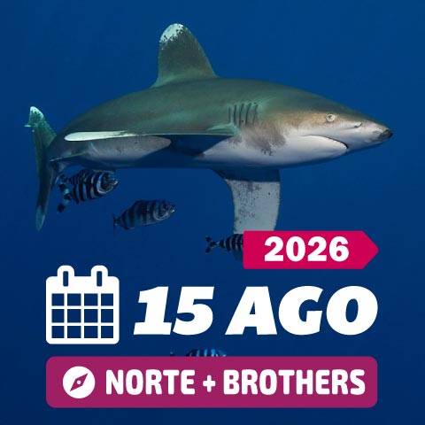 Mar rojo Agosto 2026